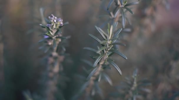 Rosemary Brisa Primavera — Vídeo de Stock