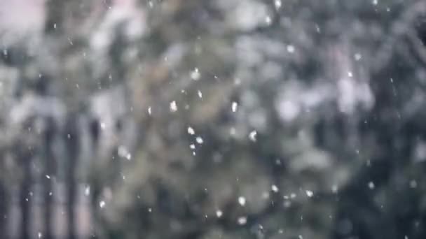 Grote Sneeuwvlokken Vallen Zachtjes Zwaaiend Winterbries — Stockvideo
