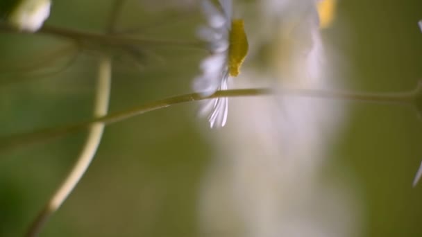 Des marguerites dans un pré. La caméra se déplace lentement dans la prairie pleine de marguerites et donne un sentiment de calme .