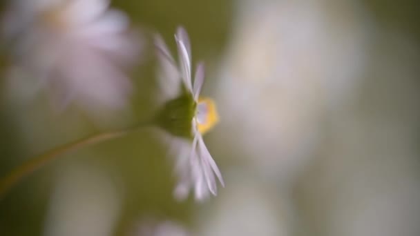 Des marguerites dans un pré. La caméra se déplace lentement dans la prairie pleine de marguerites et donne un sentiment de calme .