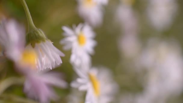 Des Marguerites Dans Pré Caméra Déplace Lentement Dans Prairie Pleine — Video