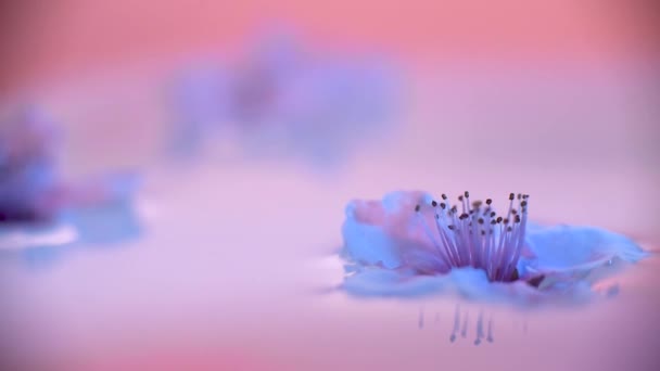 水面上的桃花 — 图库视频影像