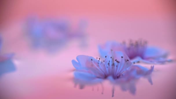Sudaki Şeftali Çiçekleri — Stok video