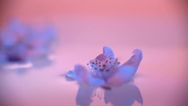 Λουλούδια Ροδάκινου Στο Νερό — Αρχείο Βίντεο