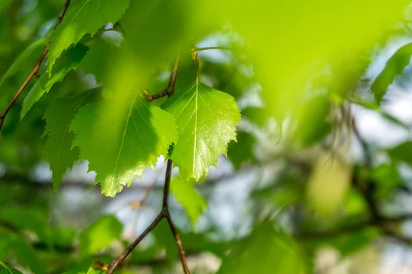 Beutiful Green Birch Leaves — Stock Photo, Image