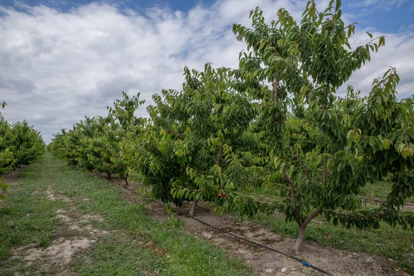 Cerezos. Un grupo de cerezas rojas en Azerbaiyán en verano — Foto de Stock