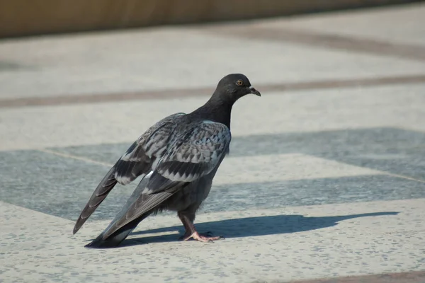 1 つの鳩は、大理石に立ち上がり壁都市の敷石の上を歩く鳩 — ストック写真