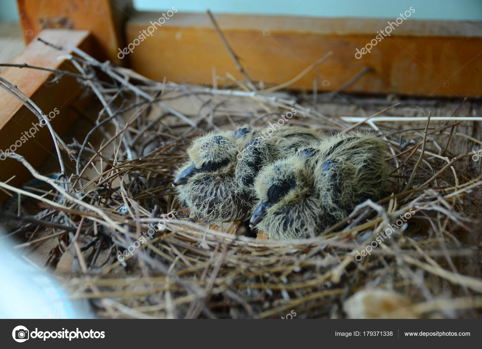 Baby Pigeon Stock Photos Royalty Free Images Depositphotos Baby Pigeon Stock Photos Royalty Free Images Depositphotos