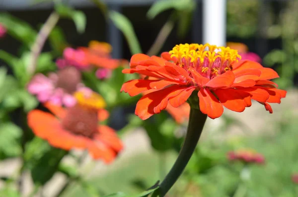 colorful flower in the garden . Blossoming orange marigold tagetes flowers. Beautiful marigolds flowers blooming in polish garden. Summer garden flowers