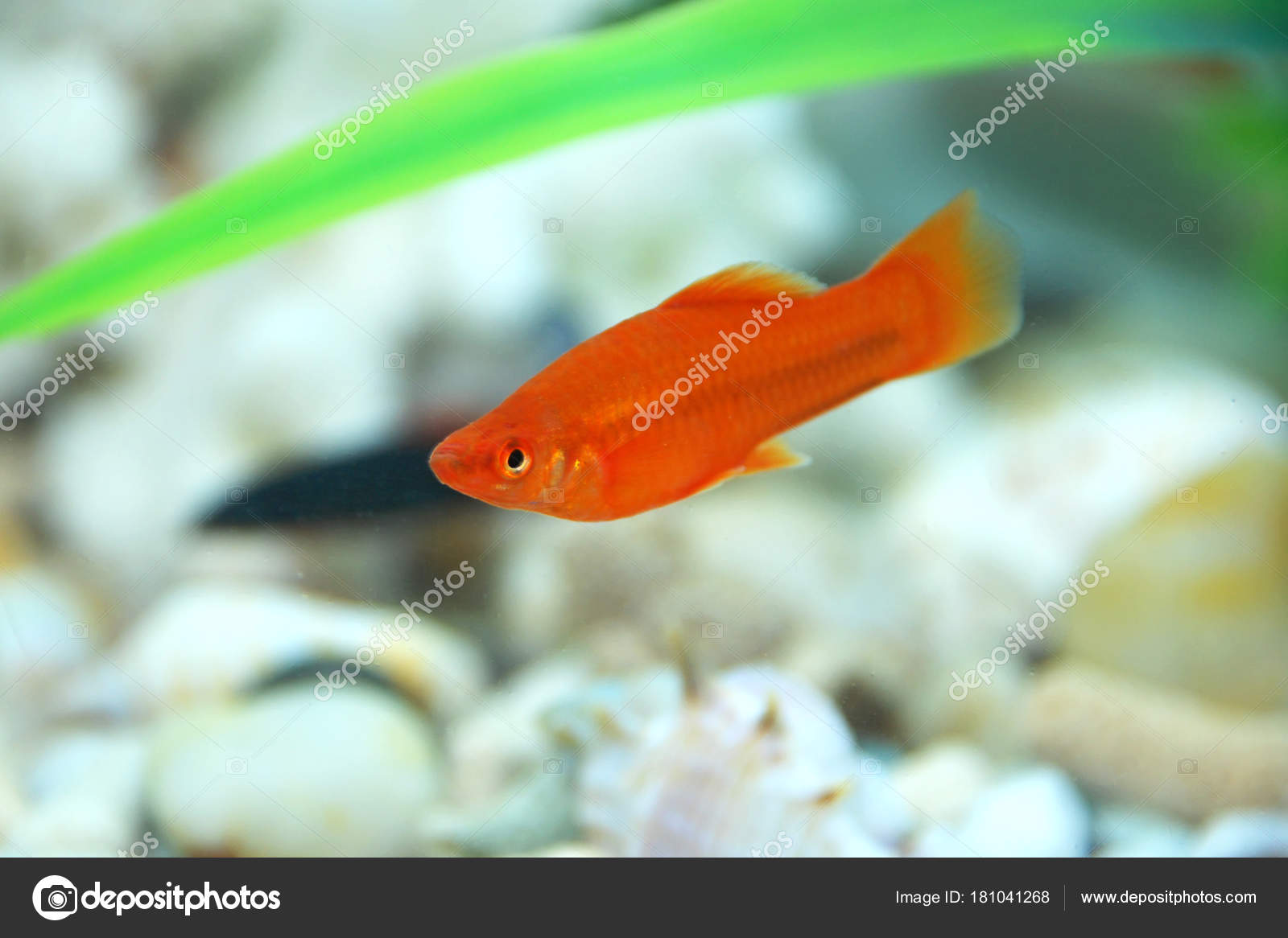 Peces rojos en el acuario. Par red de Xipho Xiphophorus Helleri hombres mujeres acuario peces