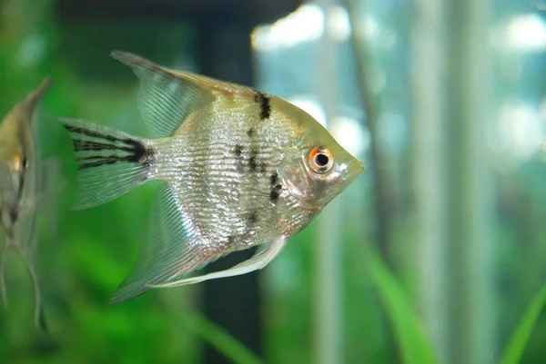 Silver fish in the aquarium . Silver Angelfish with silver and black and gold colors in planted tropical aquarium, shallow DOF . silver moonfish Monodactylus argenteus Aquarium fish Malayan angel