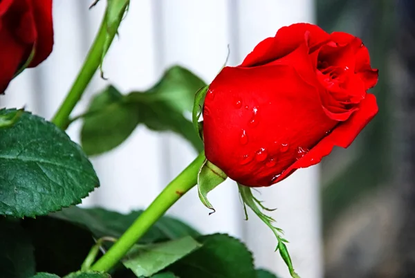 Rosas rojas con fondo borroso enfoque selectivo. Rosa roja con gotas de agua — Foto de Stock