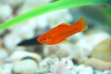 Kırmızı balık içinde belgili tanımlık akvaryum. İzole üzerinde beyaz kırmızı Swordtail çifti Xiphophorus Helleri erkek kadın akvaryum balık