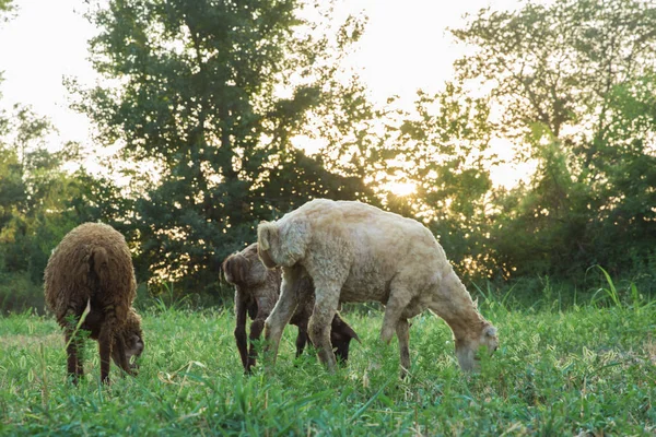 The sheep are grazing in the meadows — Stock Photo, Image