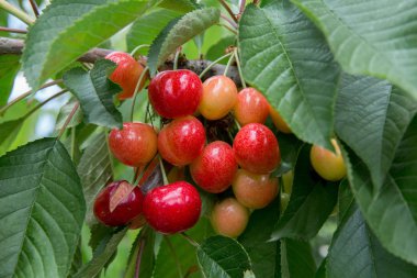 Kiraz ağacı kiraz arka plan kiraz yaprağı