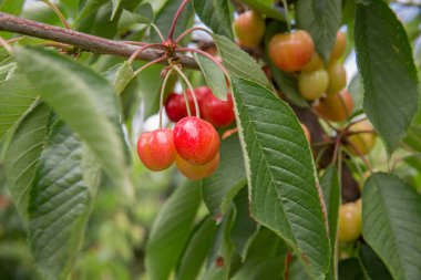 Kiraz ağacı kiraz arka plan kiraz yaprağı