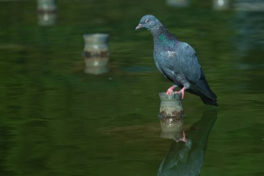 Güvercin suda fantezi Türban üzerinde oturur ve güvercin beyaz mermer çeşme çivi görmek