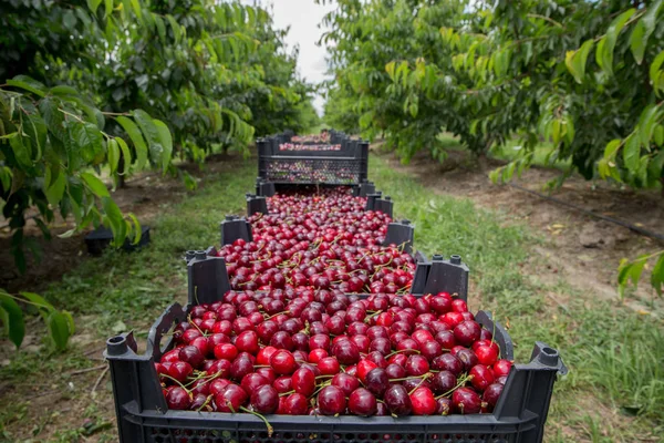 Taze kiraz ahşap kutusunda ile bahçede bırakır. Birçok ve renkli kiraz bahar sezonu.