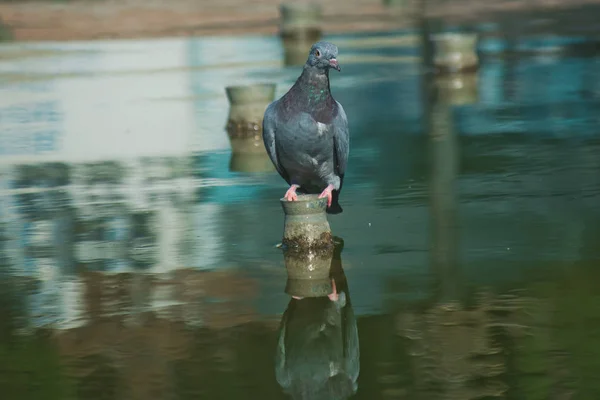 The Dove sits in the water over the fantasy turban Pigeon in white marble fountain — Stock Photo, Image