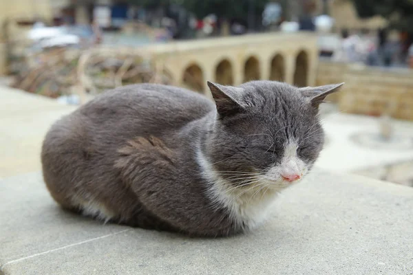 Gato preto e branco com olhos verdes. Azerbaijão, Baku: Arcadas e sepultamento religioso Lugar na cidade velha, fundo Icheri Sheher . — Fotografia de Stock