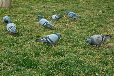 Güvercinler yeşil çimenlerin üzerinde yürüyelim. Mavi rock güvercin Azerbaycan bahar doğa içinde. Yerdeki yiyecek bulmak Rock güvercin veya rock güvercin, çim sahada yürüme deneyin .
