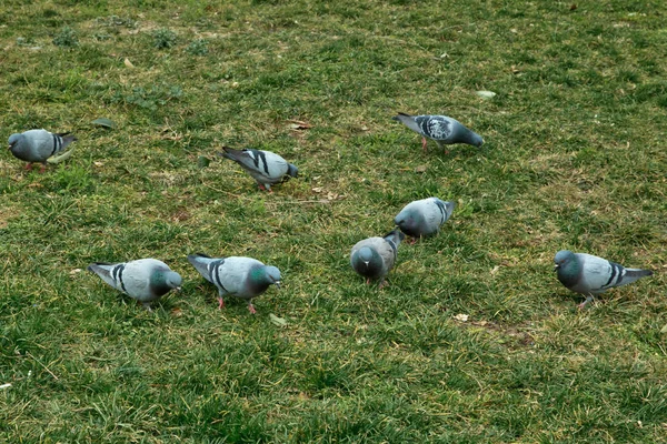 Güvercinler yeşil çimenlerin üzerinde yürüyelim. Mavi rock güvercin Azerbaycan bahar doğa içinde. Yerdeki yiyecek bulmak Rock güvercin veya rock güvercin, çim sahada yürüme deneyin .