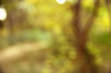 Sonbahar doku ve arka plan ormanda