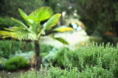 Yeşil arka planlar ve dokular