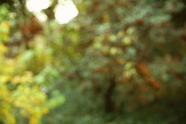 Textura de outono e fundo na floresta — Fotografia de Stock