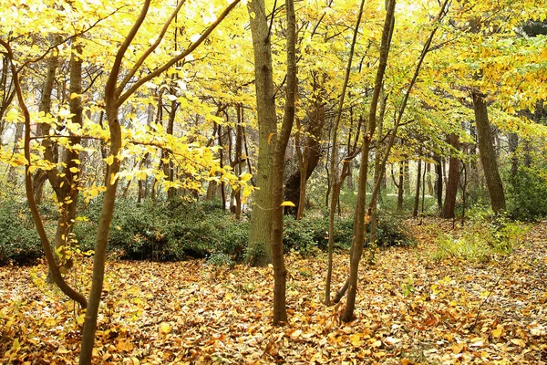 Осенняя текстура и фон в лесу — стоковое фото