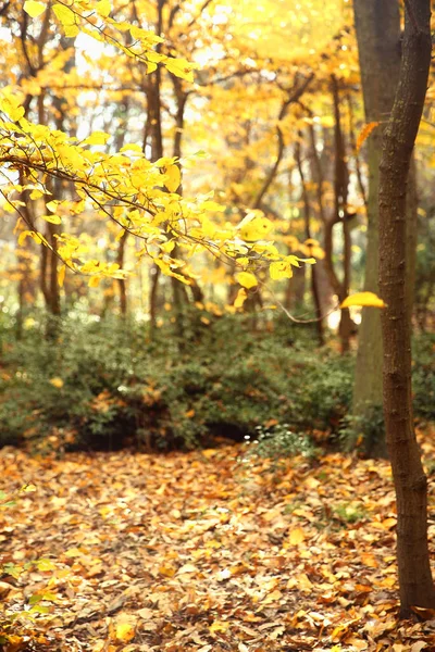 Textura y fondo otoñal en el bosque —  Fotos de Stock