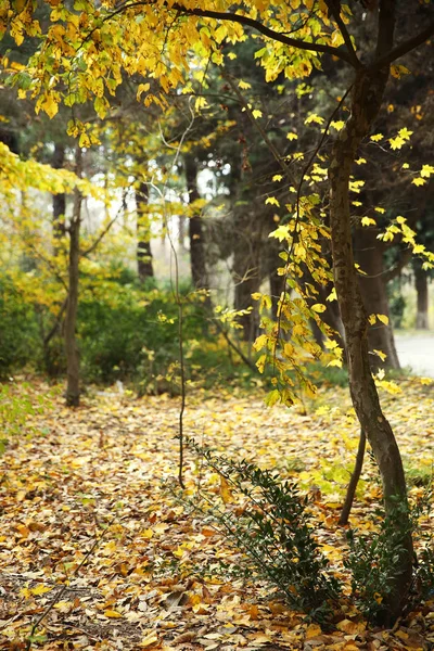 Autumn texture and background in the woods — Stock Photo, Image