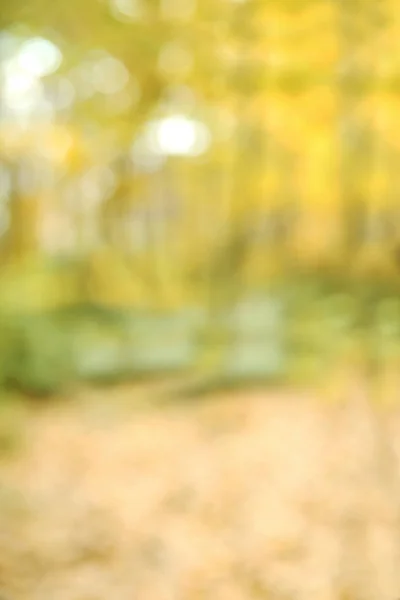 Podzimní textury a pozadí v lese — Stock fotografie