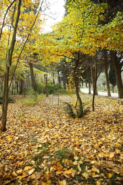Осенняя текстура и фон в лесу — стоковое фото