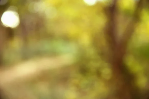 Textura de outono e fundo na floresta — Fotografia de Stock