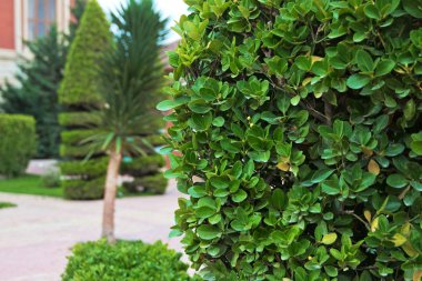 Yeşil yaprakları arka planda güneşli bir gün. Yeşil bulanıklık doğa arka plan ile bırakır. Yeşil doğa arka plan ile akçaağaç tasarımlarınız için bırakır. Alıç dal üzerinde doğal bir bl yeşil yaprakları ile closeup