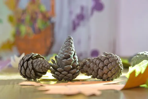 Fallen pinecone on the floor . Pine cone with branch fallen on the ground . fallen pine cone sitting in bed of pine needless . Royalty Free Stock Images