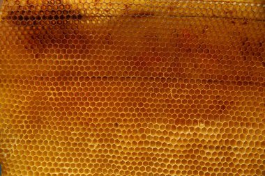 Arılı bal hücresi. Apiculture. Apiary. 