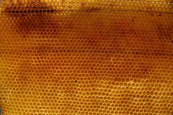 Sel madu dengan lebah. Apikultur. Peralatan tidur. Disparition des abeilles. Sarang kayu dan lebah. Honeycomb. Kelahiran lebah pekerja. Lebah di sarang lebah . — Stok Foto