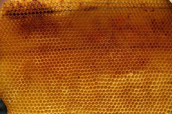 Sel madu dengan lebah. Apikultur. Peralatan tidur. Disparition des abeilles. Sarang kayu dan lebah. Honeycomb. Kelahiran lebah pekerja. Lebah di sarang lebah . — Stok Foto