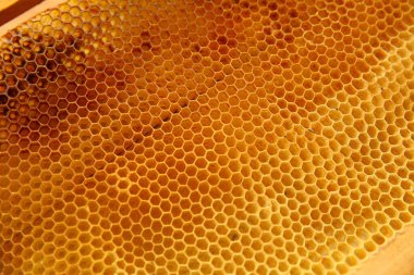 Arılı bal hücresi. Apiculture. Apiary. 