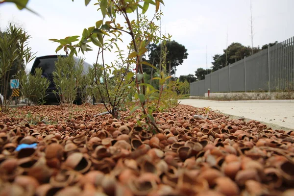 Peanut shells are scattered on the ground like mold. Hazelnut bark . Peanuts are scattered on the ground. — Stock Photo, Image