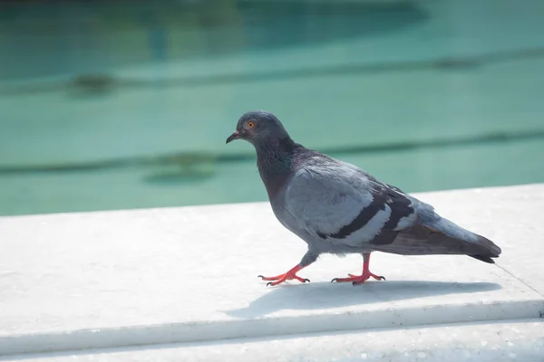 Duva går på marksten i staden. En duva står upp på marmorväggen . — Stockfoto