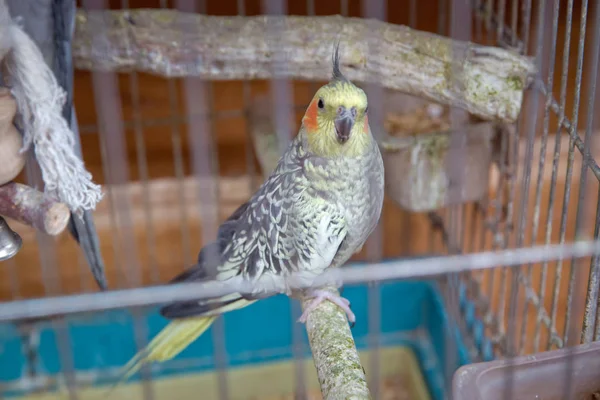 Parakitter. Grønn bølgepapegøye sitter i et bur. Rosenfjes-papegøye i bur. fugler som ikke kan skilles. Budgerigar på buret. Budgie-papegøyen i fuglebur. Papegøye – stockfoto