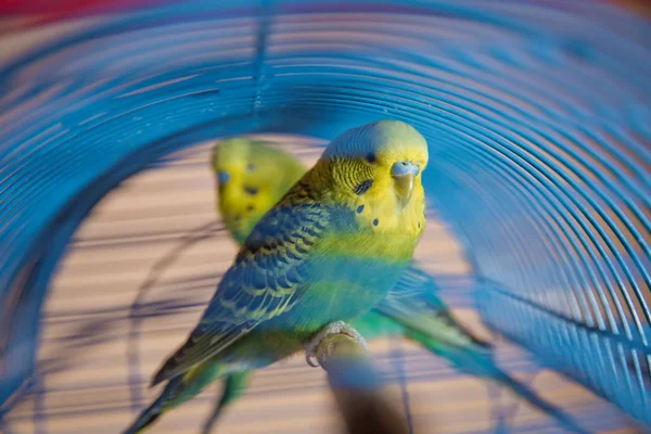 Parkieten. Groene golvende papegaai zit in een kooi. Rosy Faced Lovebird papegaai in een kooi. vogels onafscheidelijk. Budgerigar op de kooi. Budgie parkiet in vogelkooi. Papegaai — Stockfoto