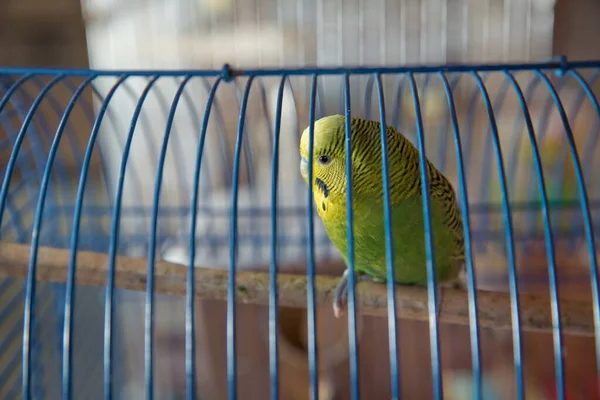 Papoušci. Zelený vlnitý papoušek sedí v kleci. Rosy Faced Lovebird papoušek v kleci. Neoddělitelní ptáci. Budgerigar v kleci. Papoušek Budgie v kleci na ptáky. Papoušek — Stock fotografie