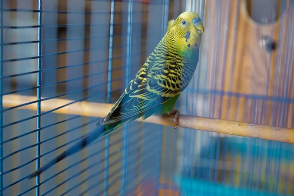 Des perruches. Le perroquet ondulé vert est assis dans une cage. Inséparable rose face perroquet dans une cage. oiseaux inséparables. Budgerigar sur la cage. Une perruche dans une cage à oiseaux. Perroquet — Photo