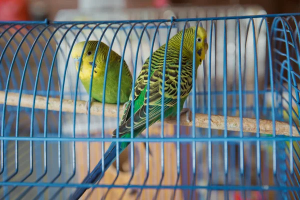 Pericos. El loro verde ondulado se sienta en una jaula. Rosas Enfrentadas al Pájaro Encantador en una jaula. pájaros inseparables. Budgerigar en la jaula. Periquito periquito en jaula de pájaros. Loro —  Fotos de Stock