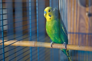 Muhabbet kuşları. Yeşil dalgalı papağan kafeste oturuyor. Gül Suratlı Muhabbet Kuşu bir kafeste. Kuşlar ayrılmaz. Kafesteki Budgerigar. Kuş kafesinde muhabbet kuşu muhabbeti. Papağan