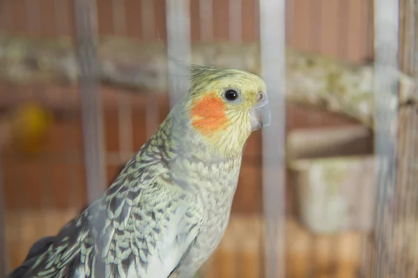 Papoušci. Zelený vlnitý papoušek sedí v kleci. Rosy Faced Lovebird papoušek v kleci. Neoddělitelní ptáci. Budgerigar v kleci. Papoušek Budgie v kleci na ptáky. Papoušek — Stock fotografie